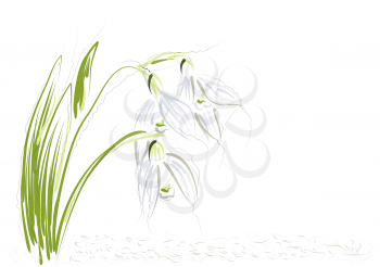 snowdrops. abstract flowers on a white background