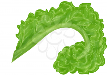 curly kale isolated on a white background