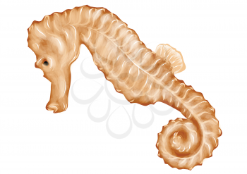 seahorse isolated on white background. 10 EPS