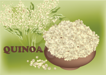quinoa plant and seed in brown bowl