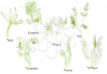 herbs. culinary abstract herbs on white background