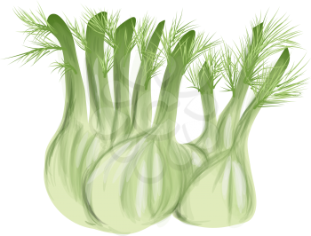 fennel with leaves isolated on white background