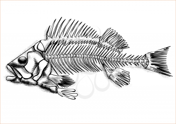 black fish skeleton isolated on the white background