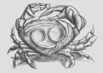 crab tattoo sketch on gray background