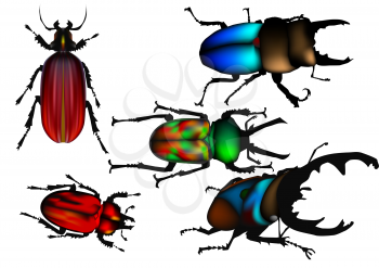 set of beetle isolated on white background