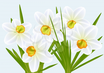 narcissi and blue sky. vector flower