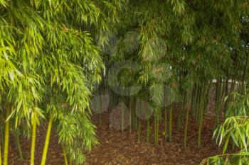 green bamboo forest. bamboo background