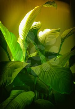 Exotic tropical Plant background green foliage nature background