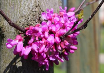 Cercis European flowers, European Lilac Bud at spring