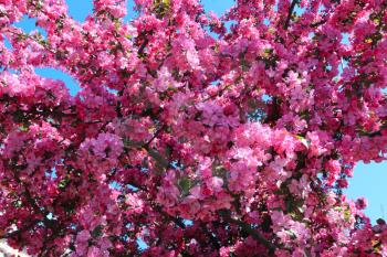 blooming pink cherry against a blue sky