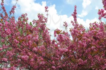 blooming pink cherry and blue sky with clouds
