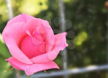 Coral rose flower in roses garden. Soft focus