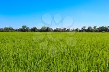 green field and blue sky, grass in spring background
