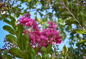 Lagerstroemia, Pink flowers of Crape myrtle