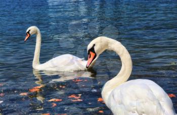 Two white swans on a lake