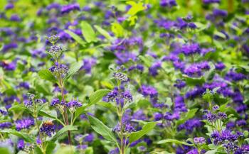 blue flowers of Ageratum houstonianum (flossflower) on a blurred leafy background