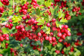 red hawthorn berries in the autumn garden