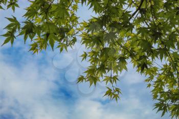 maple leaves on sky background. green maple leaves with blue sky