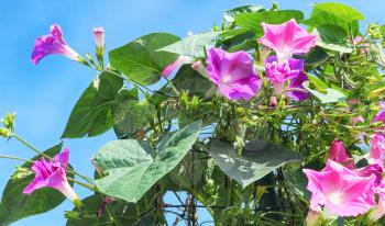 Mallow bindweed Convolvulus althaeoides flowers and blue sky