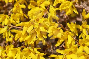 Forsythia flowers. Forsythia are deciduous shrubs and produce flowers in the early spring before the leaves.