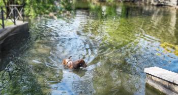 dog in the river. brown dog plaing in water