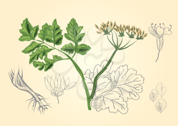 antique botanical prints vector illustraton