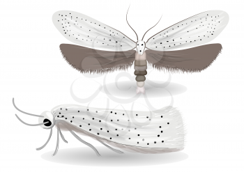 Yponomeuta evonymella illustration on white background