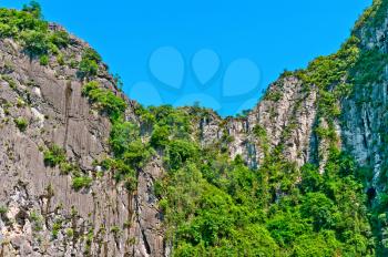 Trees growing on the rocks in Halong Bay, Vietnam, Southeast Asia