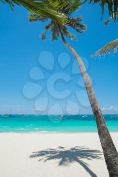 Tropical White Sand Beach with Coconut Palm, Boracay Island, Philippines