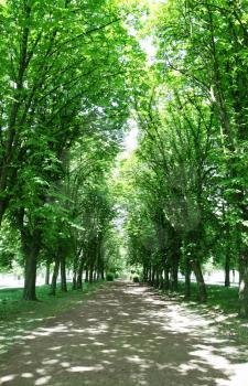avenue of Aesculus in the morning sun