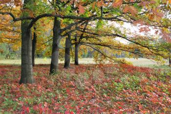 A number of old oak trees with red autumn leaves