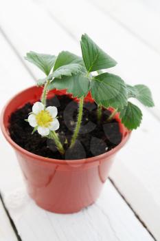 Blossoming strawberry plants in a flower pot