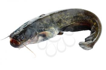 fresh river catfish isolated on white background
