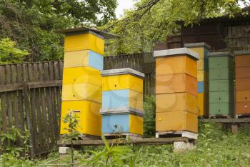 Apiary on a country site