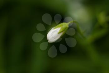 Bud of a budding little white flower. Macro photo with small depth of field.
