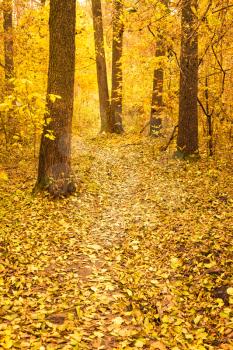 Path Road Way Pathway With Trees In Autumn Yellow Forest. Background