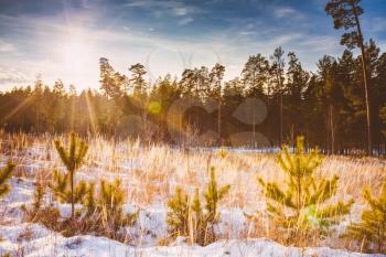 First Snow Covered The Dry Yellow Grass In Forest. Russian Nature.