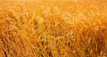 A Barley Field With Shining Golden Barley Ears In Late Summer. Background