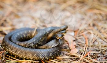 Grass Snake (Natrix natrix) adder head raising defensiveness in forest early spring