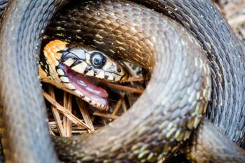 Grass Snake (Natrix natrix) adder head raising defensiveness in forest early spring