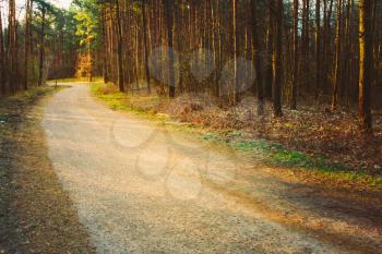 Forest Road Under Sunset Sunbeams. Lane Running Through The Spring Deciduous Forest At Dawn Or Sunrise