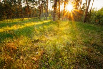 Sunbeams Pour Through Trees In Summer Spring Forest At Sunset, Sunrise. Russian Nature