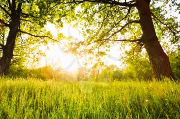 Summer Sunny Forest Old Oak Trees. Nature Green Wood Sunlight Backgrounds
