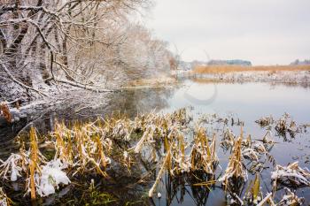 Wild Bog. Russian Nature In Winter