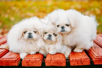 Three White Puppies Pekingese Pekinese Peke Whelps Puppy Dog Sitting On Wooden Bench In Autumn Park