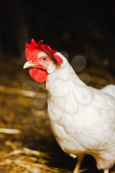 White Hen Looking At Camera