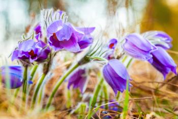 Wild Spring Flowers Pulsatilla Patens. Flowering Plant In Family Ranunculaceae, Native To Europe, Russia, Mongolia, China, Canada And United States.