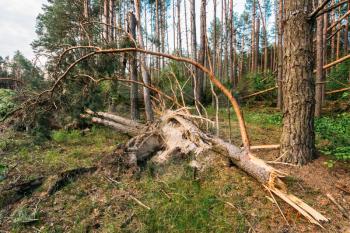 Windfall In Forest. Storm Damage. Fallen Trees In Coniferous Forest After Strong Hurricane Wind In Russia