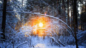Sun rays sunset in winter forest woods between the trees strains. Russian nature