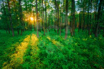 Sunlight In Forest, Summer Nature. Sunny Trees And Green Grass. Woods Background. Instant Toned Image